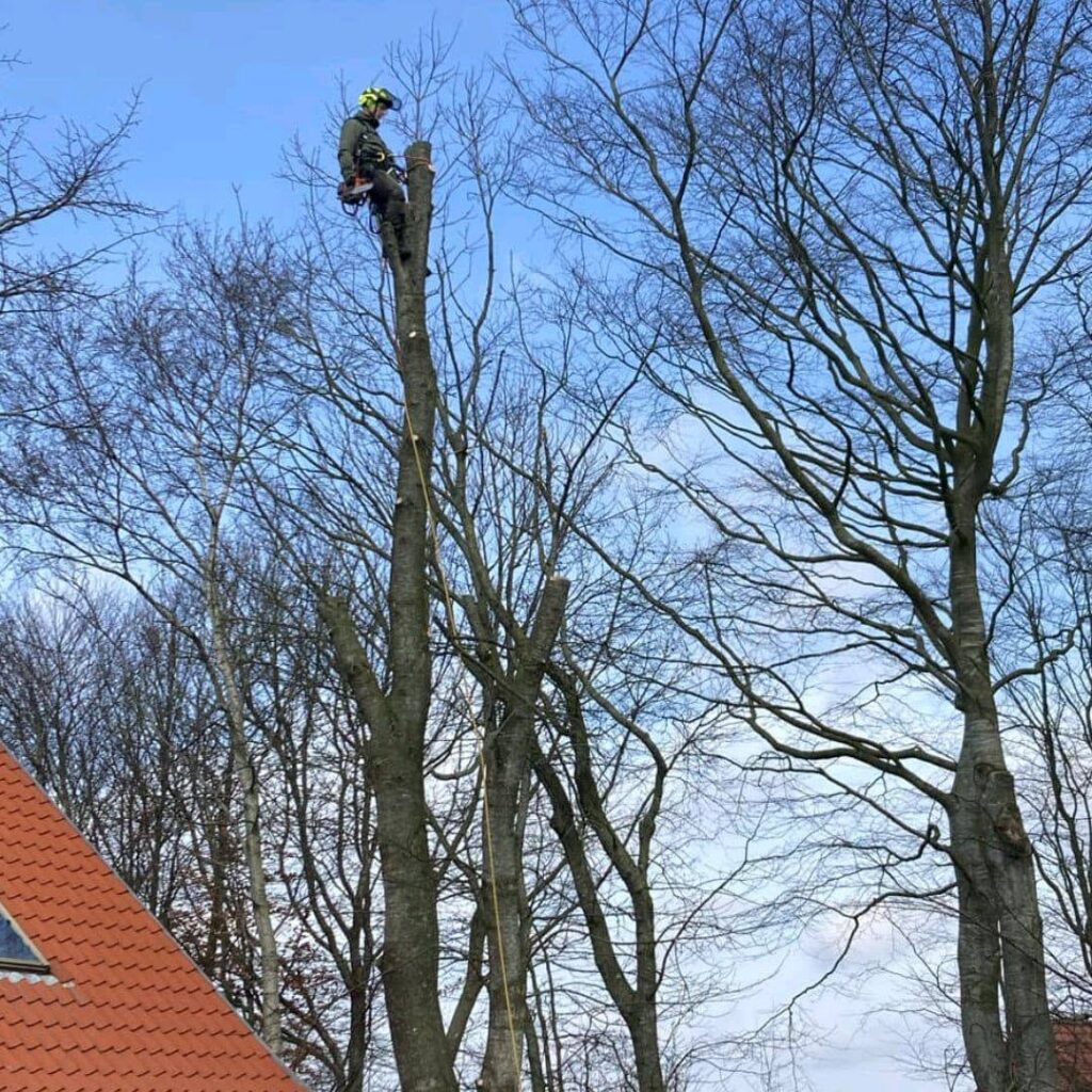 Topkapning i Thy