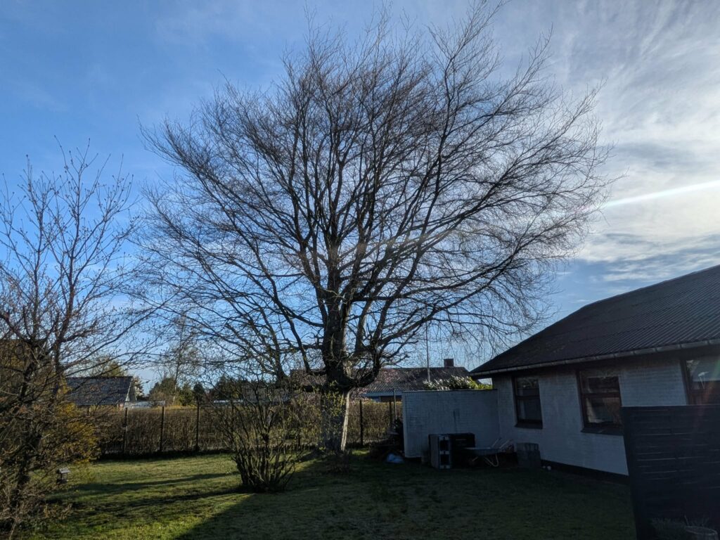 arborist Thy