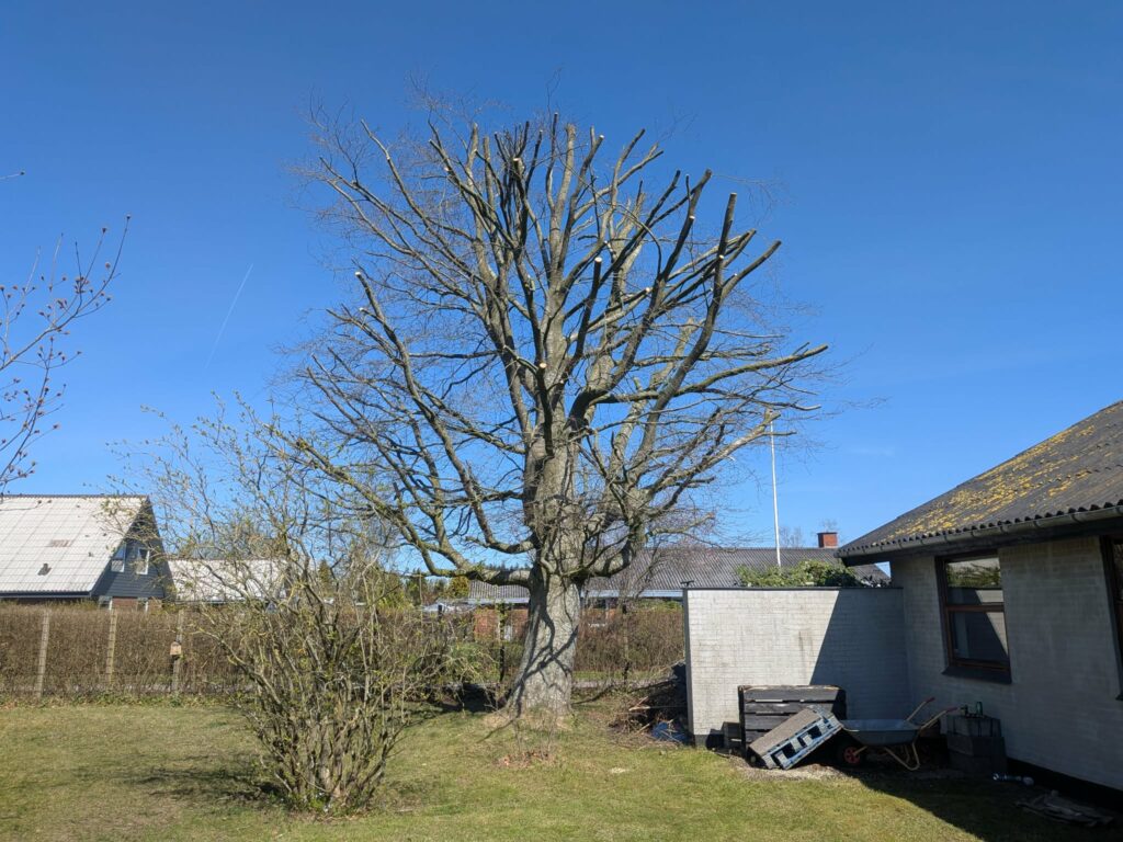 arborist Thisted
