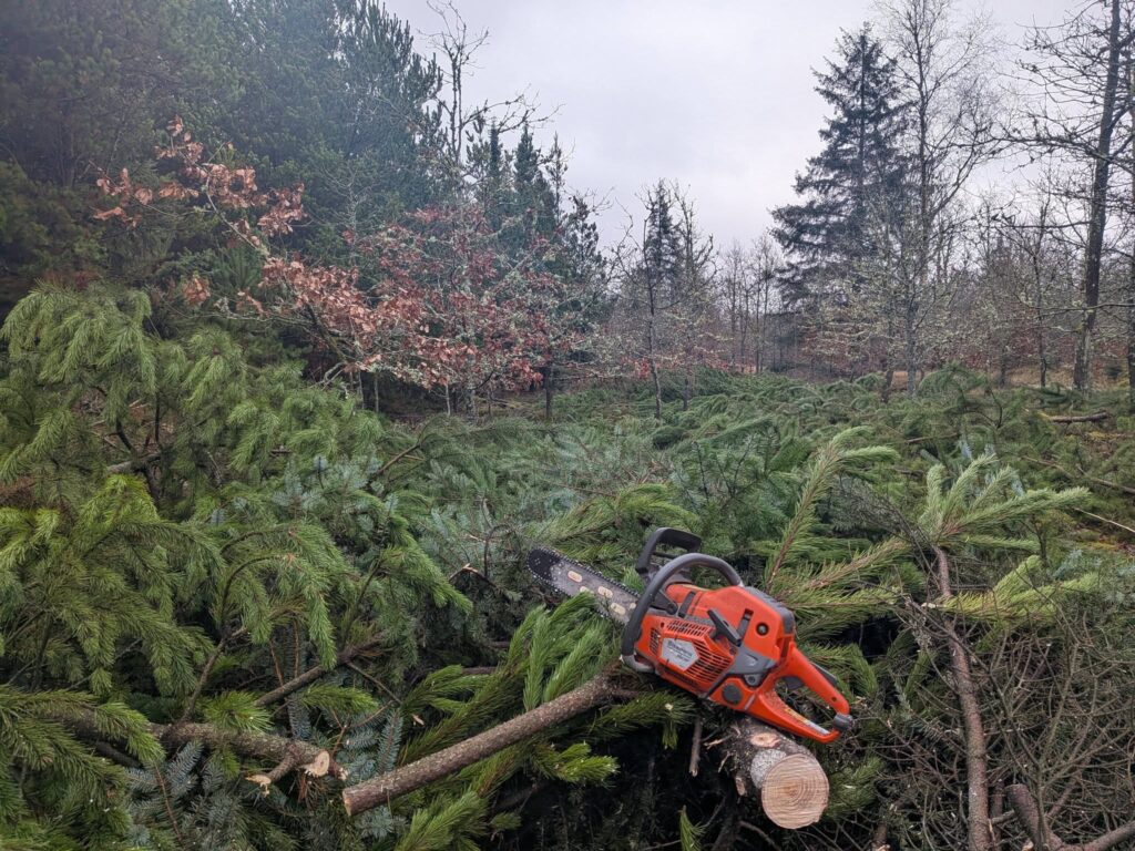 skovarbejde i Thisted
