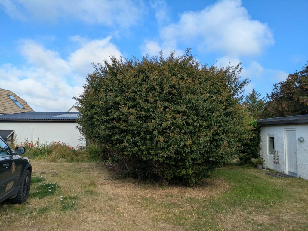 Klipning og beskæring af buske og beplantning