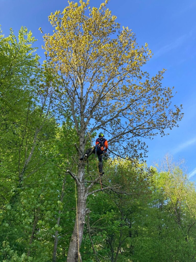Arborist arbejde Thisted