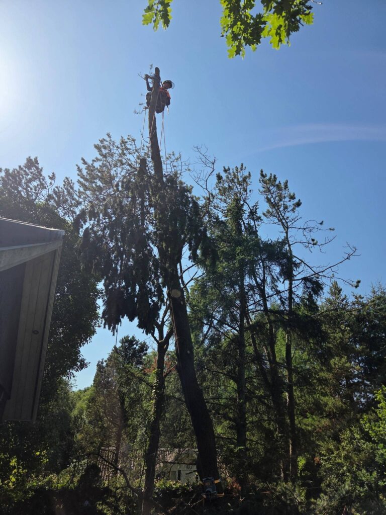 Arborist arbejde og beskæring af træ i Thy