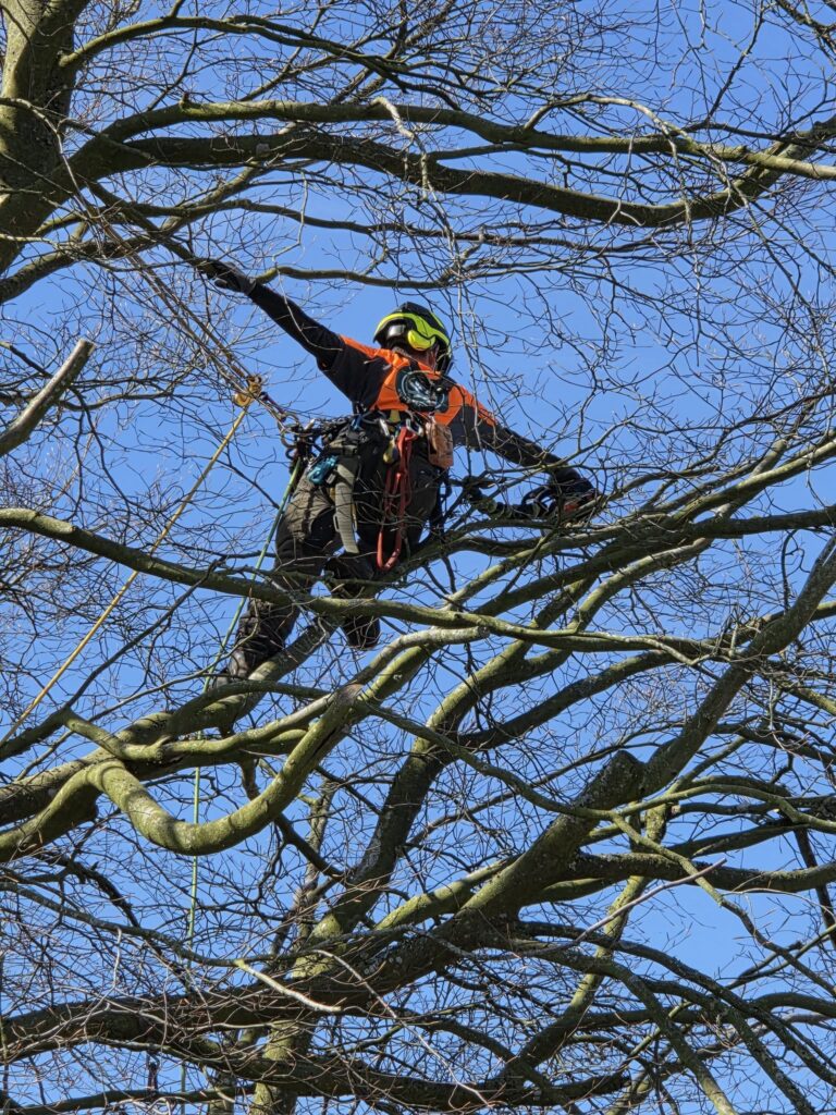 Arborist arbejde Thy